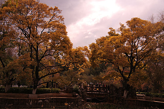 秋天公园里的树木