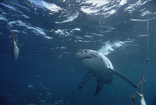 大白鲨,沙鲨属,游动,靠近,诱饵,岛屿,澳洲南部