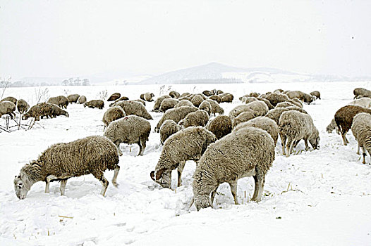 吉林雪地中的羊群