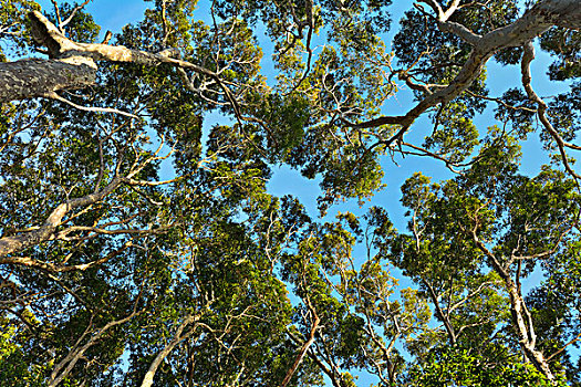 仰视,桉树,树梢,国家公园,新南威尔士,澳大利亚