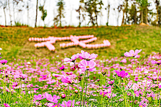 花海格桑花波斯菊