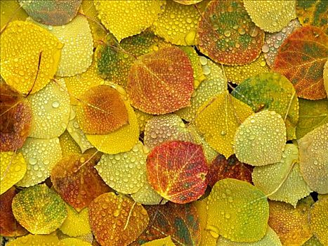秋天,彩色,白杨,地面,遮盖,露珠,水滴,科罗拉多