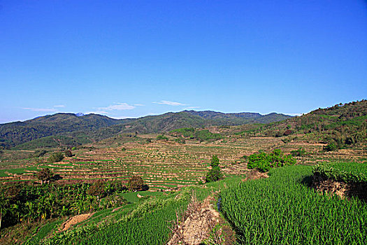 五指山市梯田风光