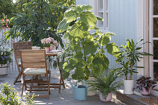 盆栽植物,夏天,清新,遮蔽,平台