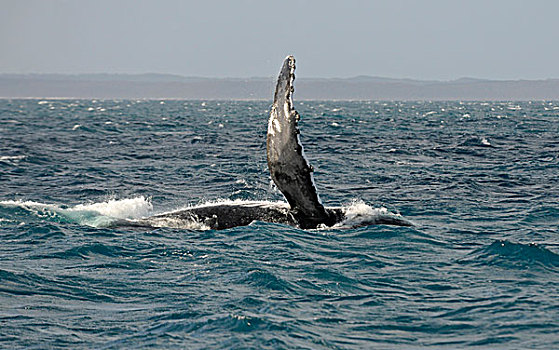 鳍,驼背,鲸,正面,岛屿,赫维湾,昆士兰,澳大利亚