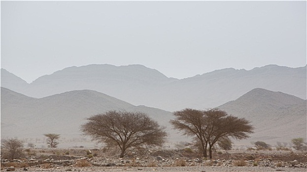 干燥,热,白天,沙漠,撒哈拉沙漠