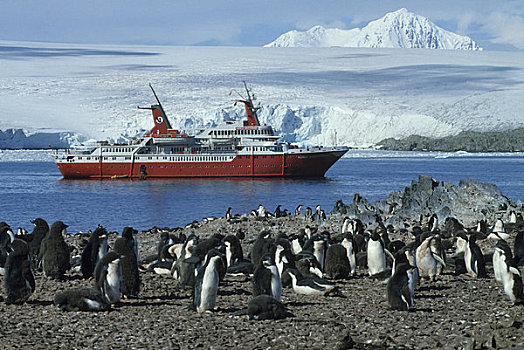 南极,探险,游船,世界,靠近,阿德利企鹅,生物群