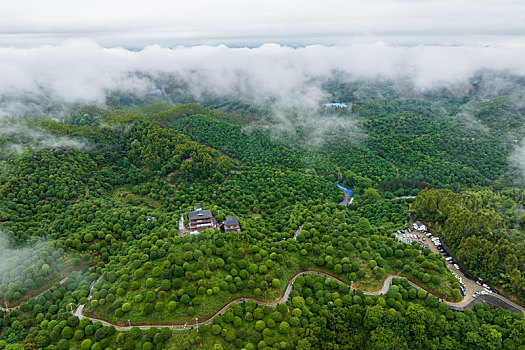 中国广西临桂,桂林之花,林业示范区雨后云雾缭绕景色秀丽