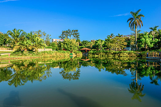 中湖公园,湖面,大王棕,王棕,大王椰子,棕榈树,文笔树