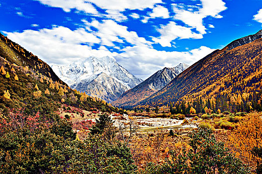 亚丁,甘孜,稻城,香格里拉,杉树,雪山