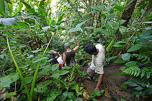 男人,孟加拉,旅游,扩大,追踪,树林,秋天,九月,2009年