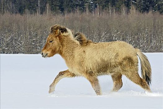 冰岛马,一岁,冬天