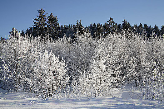 树,积雪