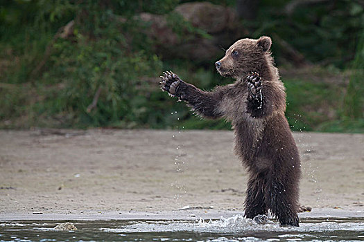 棕熊,幼兽,玩,堪察加半岛,俄罗斯,欧洲