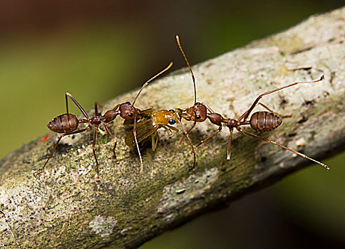 蚂蚁,蚁科,一对,拉拽,背影,窝,阿萨姆邦,印度