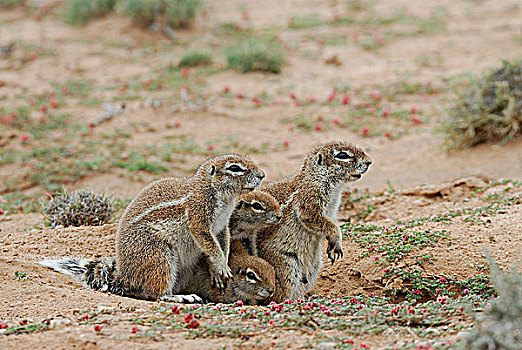 南非,卡拉哈里沙漠,卡拉哈迪大羚羊国家公园,地松鼠,南非地松鼠