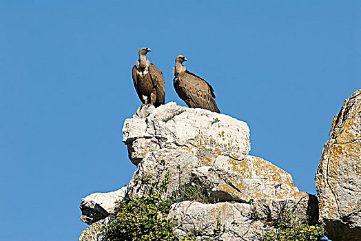 粗毛秃鹫,兀鹫,一对,休息,岩石,卡塞雷斯,安达卢西亚,西班牙