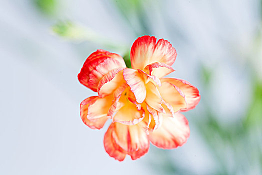 康乃馨,花卉,花朵