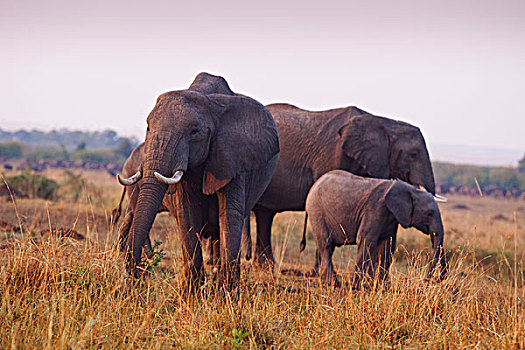 大象,家族,非洲象,大草原,马赛马拉,野生动植物保护区,肯尼亚