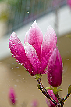 花卉,木兰花