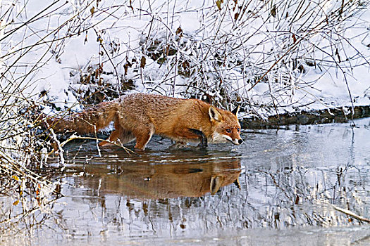 红狐,狐属,溪流,冬天,巴伐利亚,德国