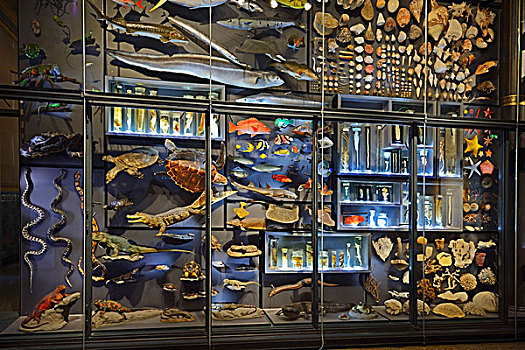玻璃,柜子,多样,展览,动物,自然历史博物馆,柏林,德国,欧洲
