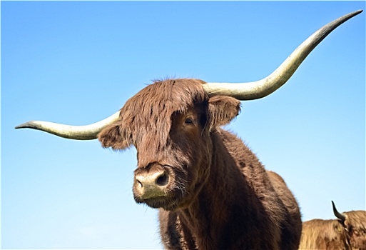 长,有角,公牛