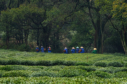 杭州西湖龙井茶园嫩茶新茶特写