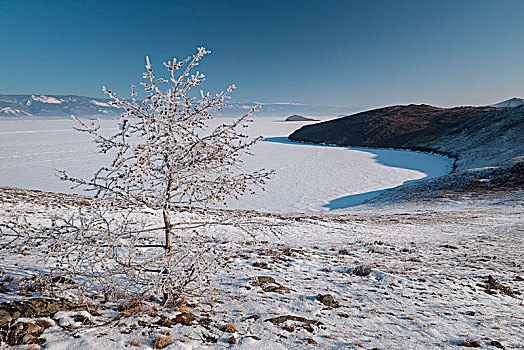 孤单,树,雪,岛屿,贝加尔湖,伊尔库茨克,区域,西伯利亚,俄罗斯