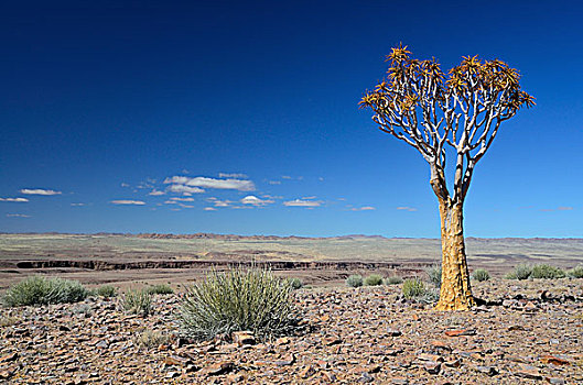 抖树,二歧芦荟,荒芜,纳米比亚