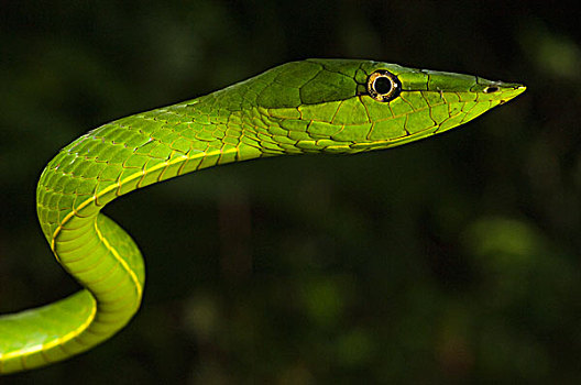 绿色,藤,蛇,雨林,圭亚那