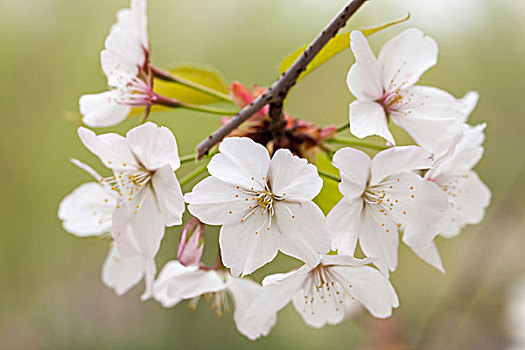 樱花,染井吉野樱,东京樱花,日本樱花