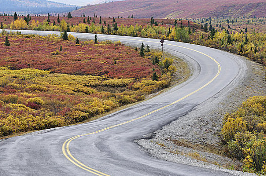 道路,秋天,苔原,德纳利国家公园和自然保护区,阿拉斯加,美国