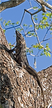 鬣蜥蜴,树上,仰视