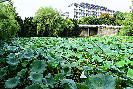 荷花池塘