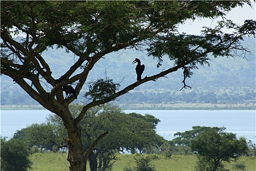 非洲鸟类,树上