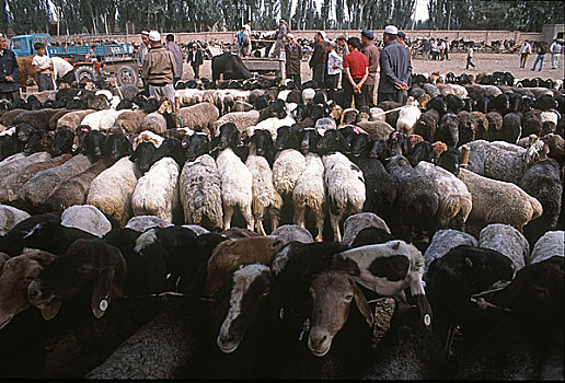 新疆喀什,牲畜,口,巴扎