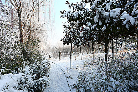 雪景