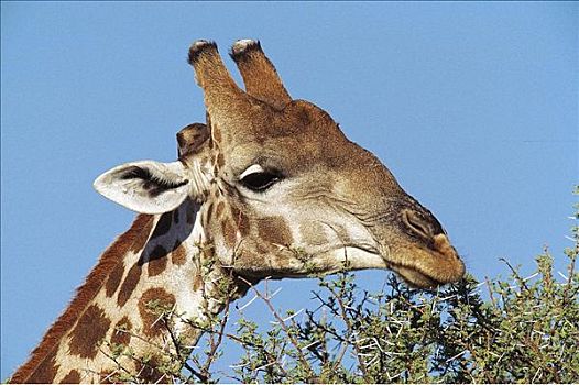 长颈鹿,肖像,哺乳动物,埃托沙国家公园,纳米比亚,非洲,动物