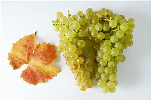 绿葡萄,品种,叶子