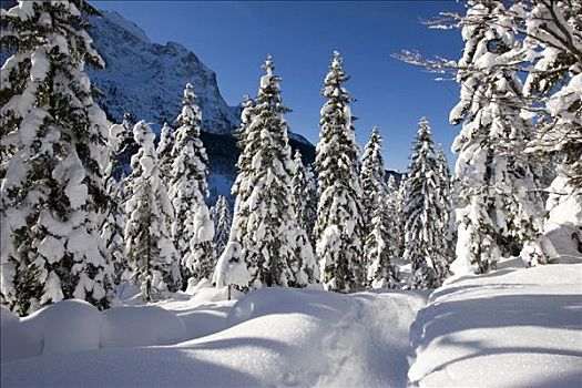 积雪,树,山林,树林,巴伐利亚,德国,欧洲