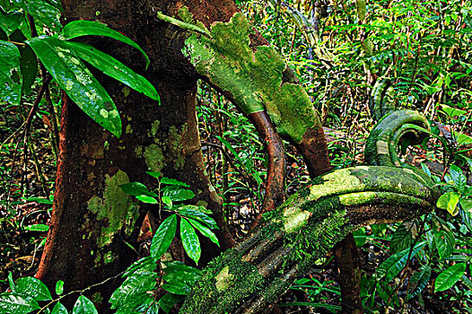 藤,檀中埠廷国立公园,婆罗洲,印度尼西亚