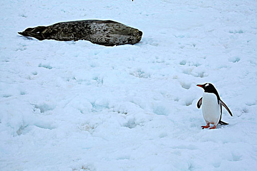 巴布亚企鹅,威德尔海豹,冰原,湾,南极