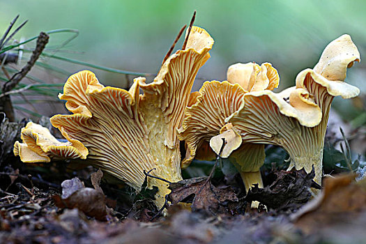 鸡油菌,蘑菇,迪温特,上艾瑟尔省,荷兰