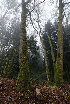 大雾中原始森林里长满青苔的树干