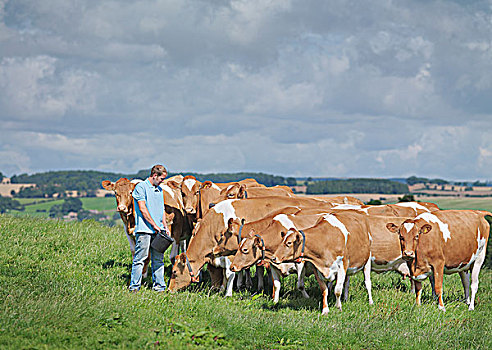 农民,格恩西岛,母牛