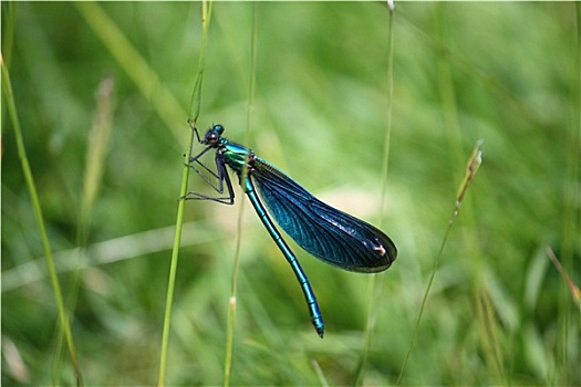 漂亮,汽油,蓝色,绿色,蜻蜓,草叶