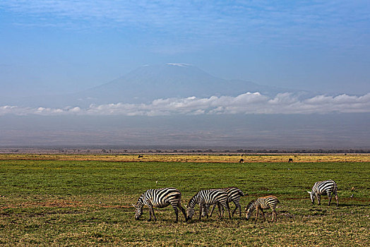 非洲草原,斑马
