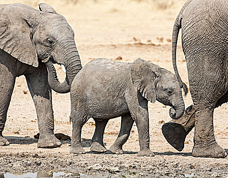 非洲,纳米比亚,埃托沙国家公园,小象,走,两个,成年人,画廊