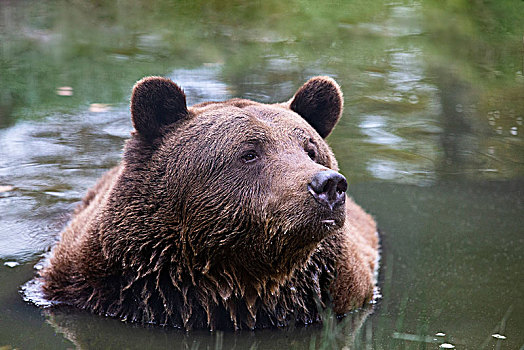 棕熊,水中